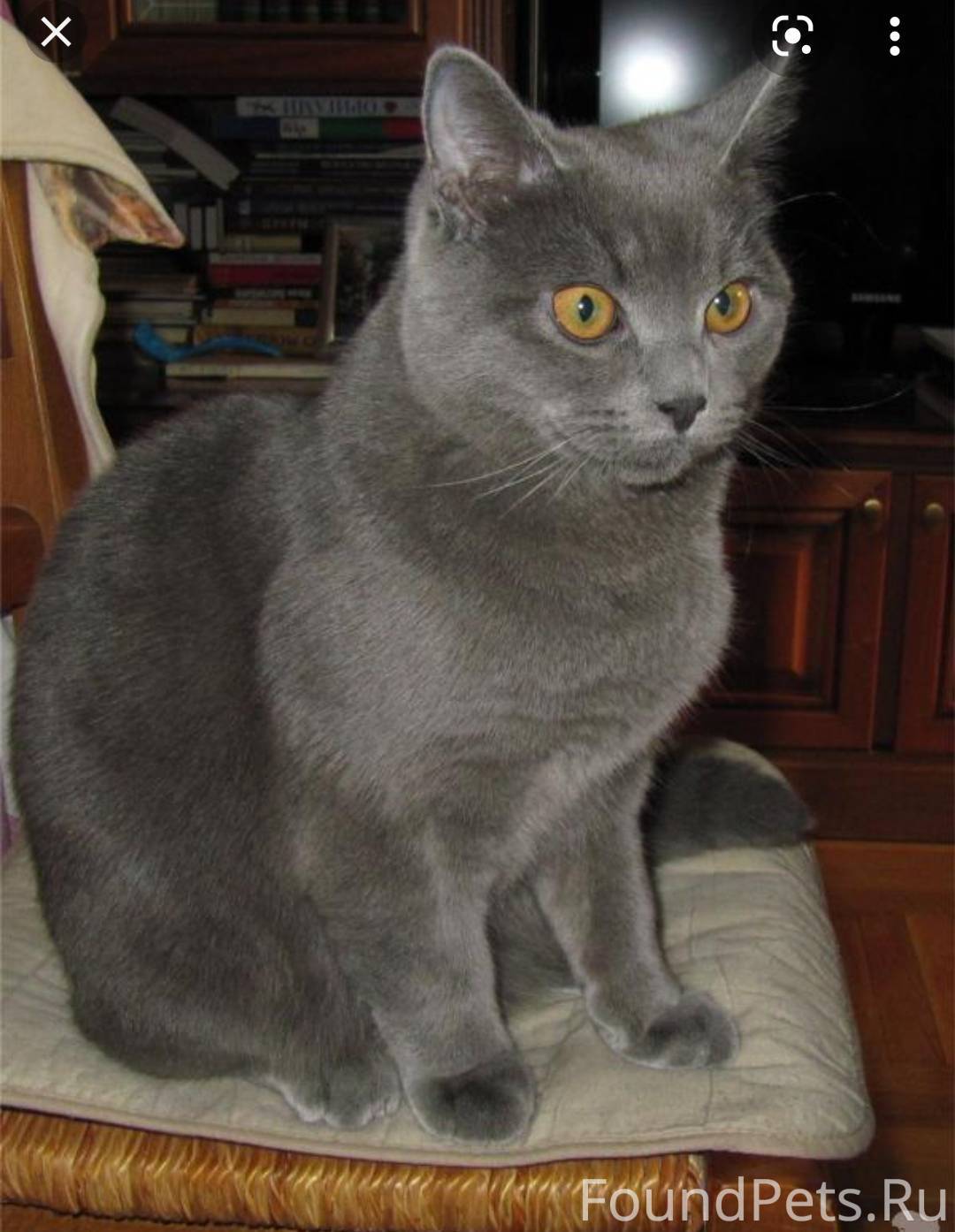 Кот британец серый 6 месяцев