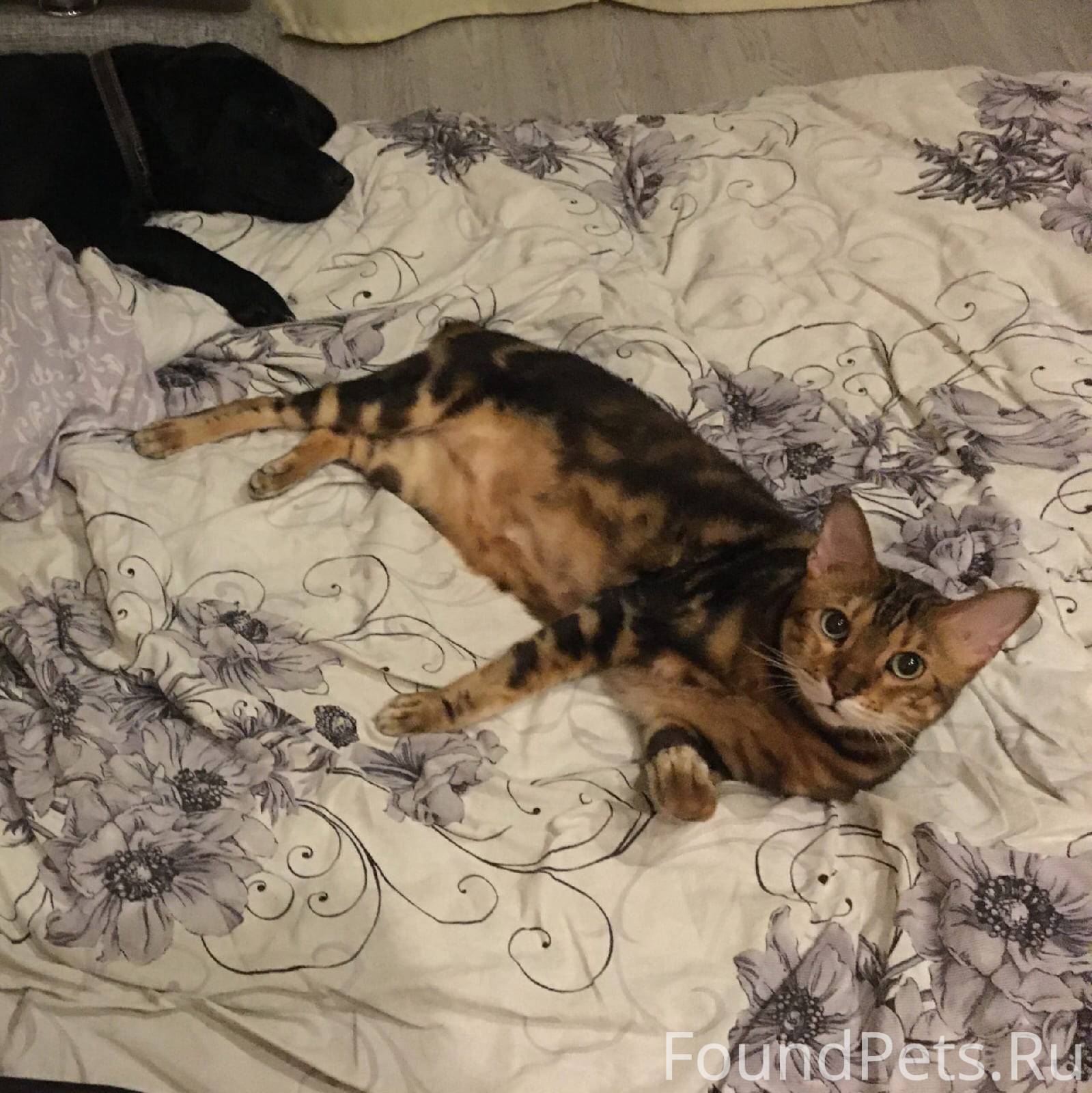 бенгальский котенок гадит на кровать