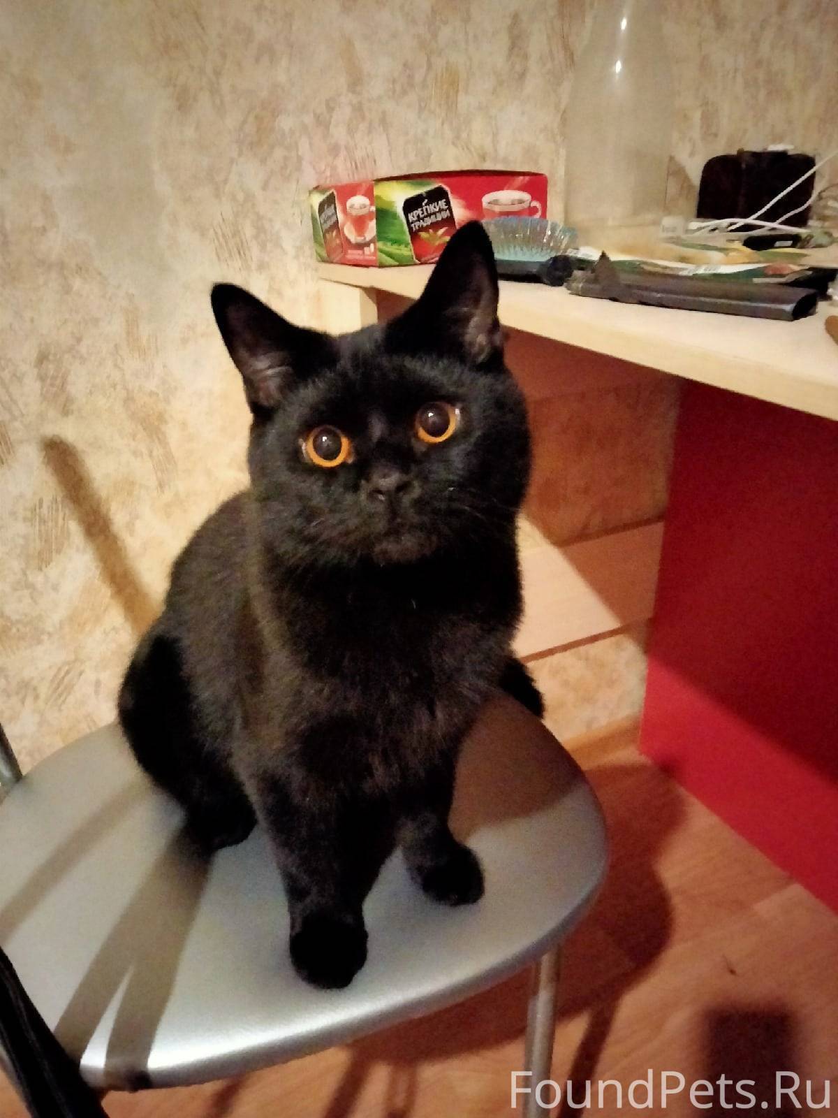 коте ярославль