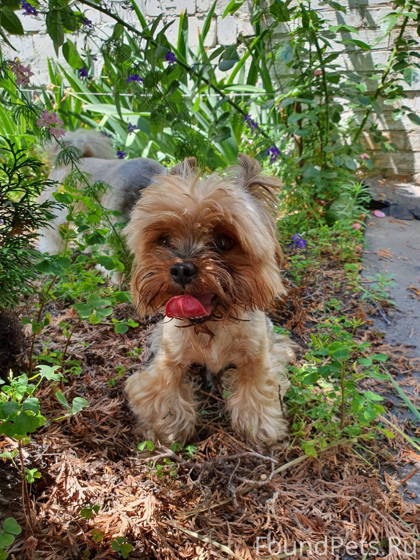 Йоркширский терьер, мальчик, рыжий окрас