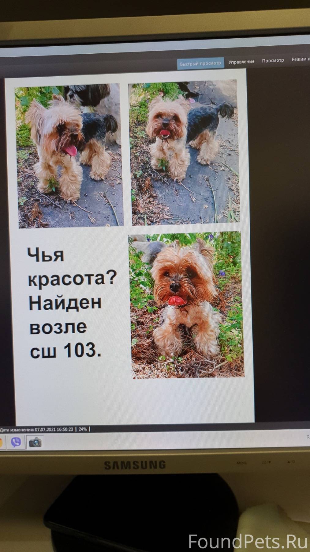 Йоркширский терьер, мальчик, рыжий окрас