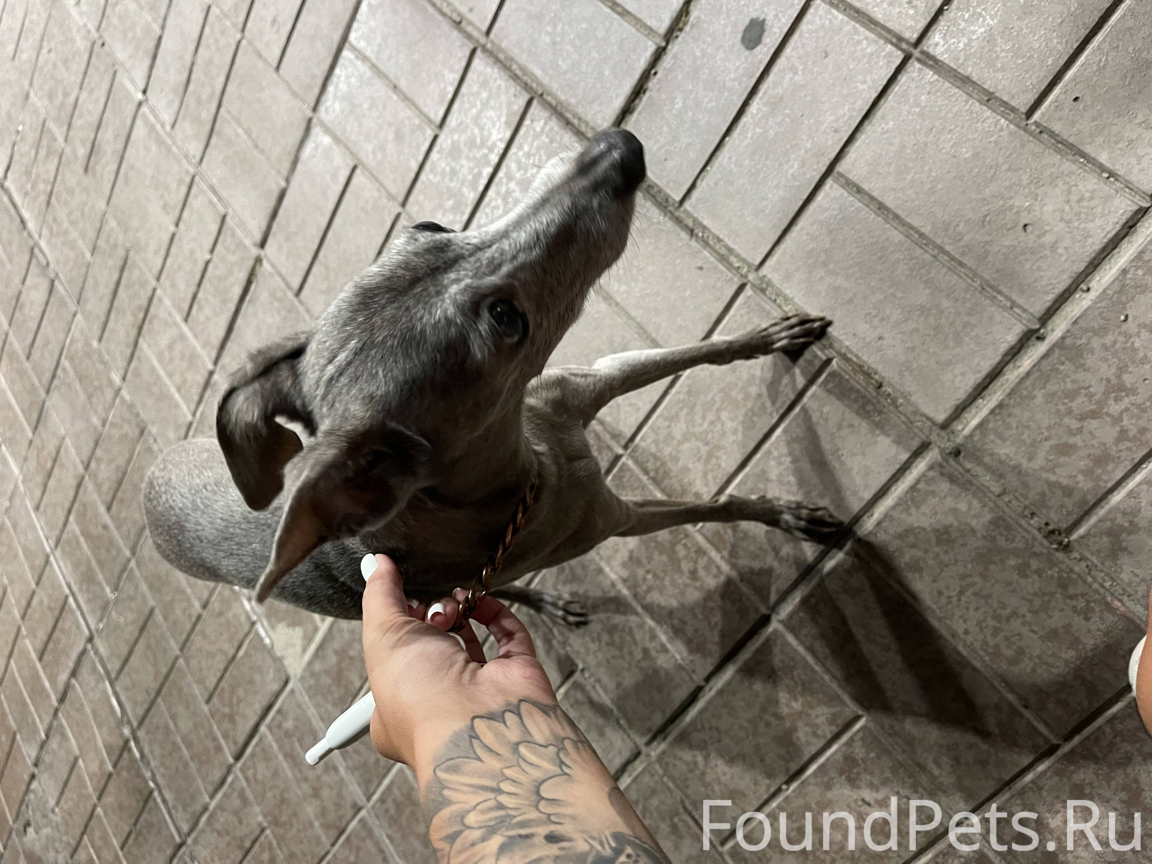 Найдена собака