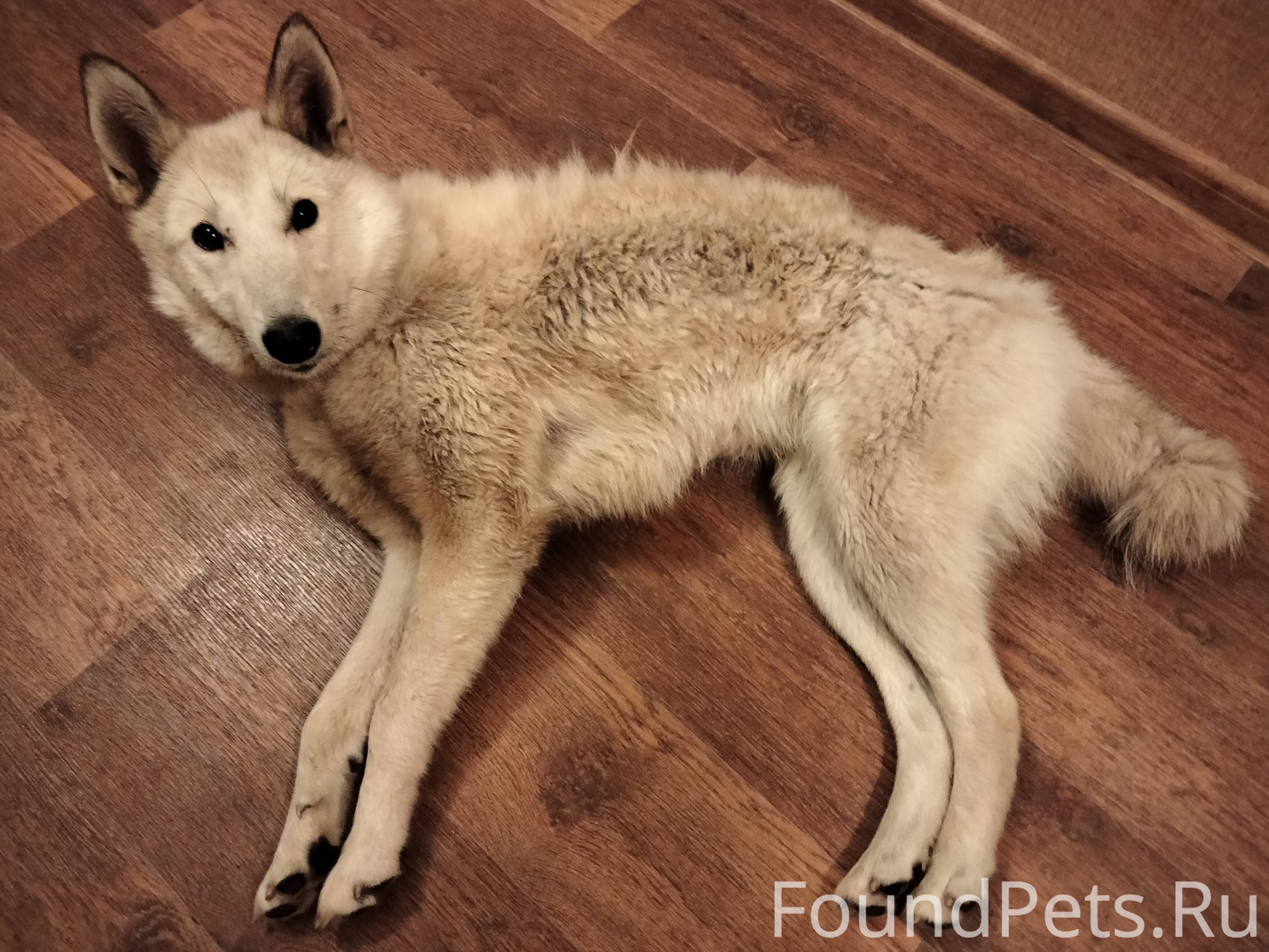 Аляскинский хаски. 8 лайка. 8 лайка. Лайка соболятница. Зсл вержакова.