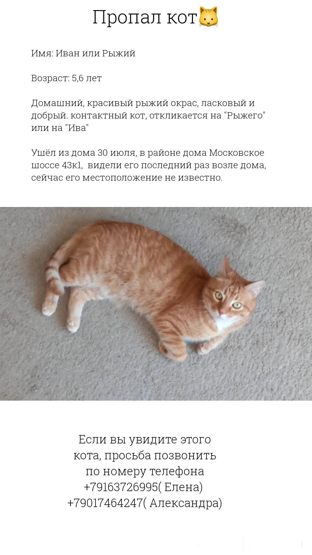 Объявление пропал рыжий кот. Почему кошки откликаются на кис кис. Почему коты отзываются на кис. Пропал котенок. Почему пропадают коты.