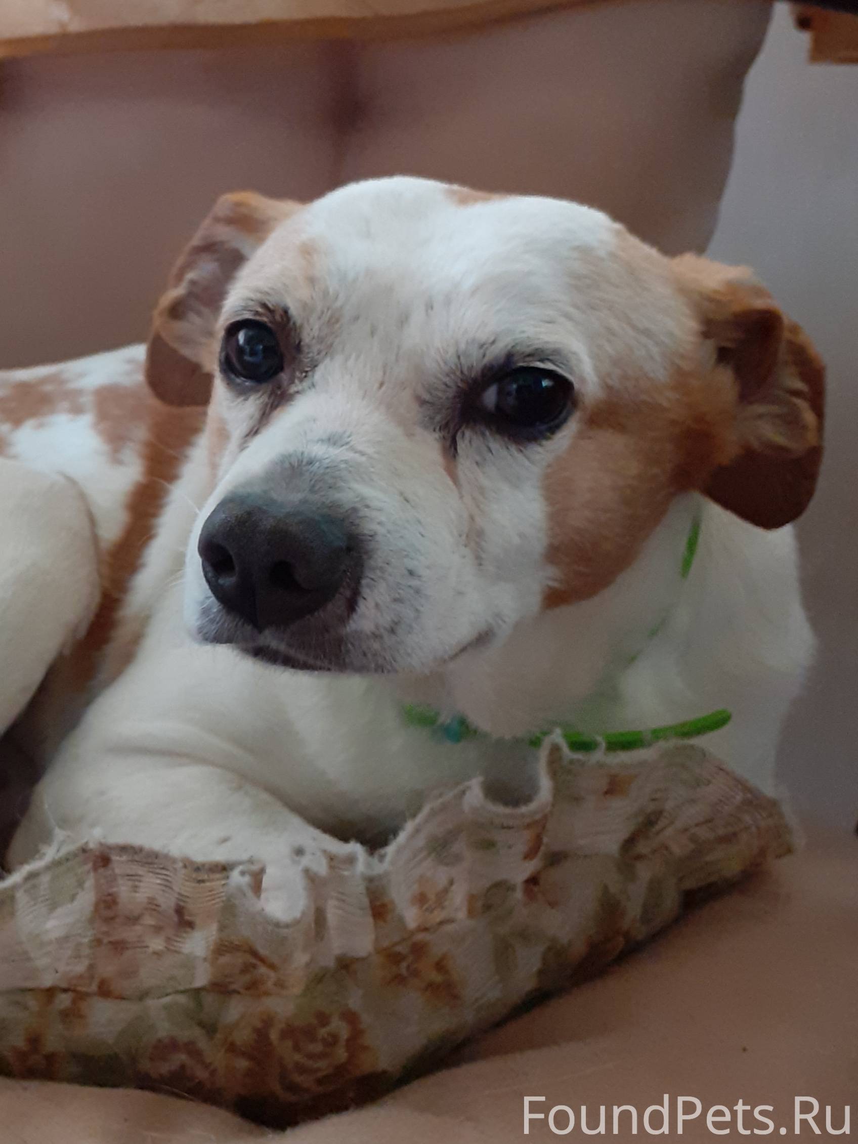 Собаки кимры. Собака ждет хозяина в махачкале. Собаки кимры. Верный пёс ждёт хозяина. Порода собак которая исчезла из мира.