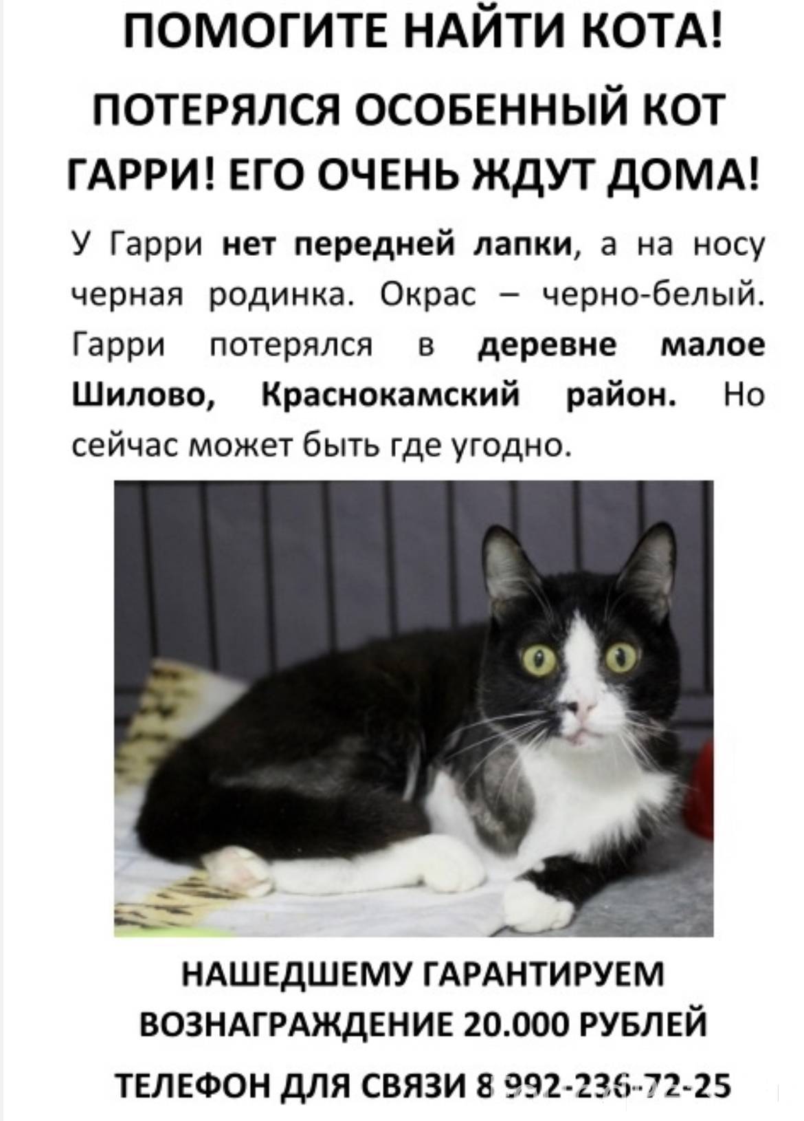 Сдать кота. Особенные коты. Особенный кот. Помогите найти кота объявления.