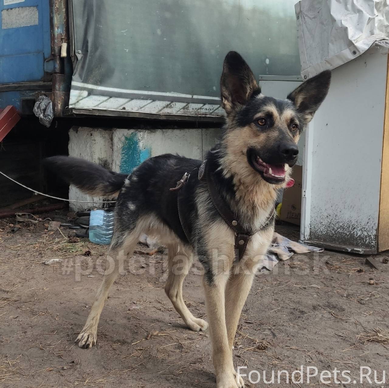 Нашлась собака Академгородок Новосибирск