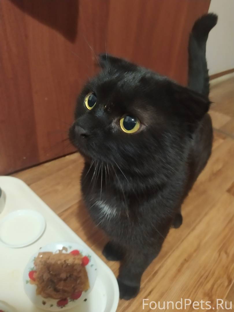 Британская вислоухая кошка черная - 52 фото