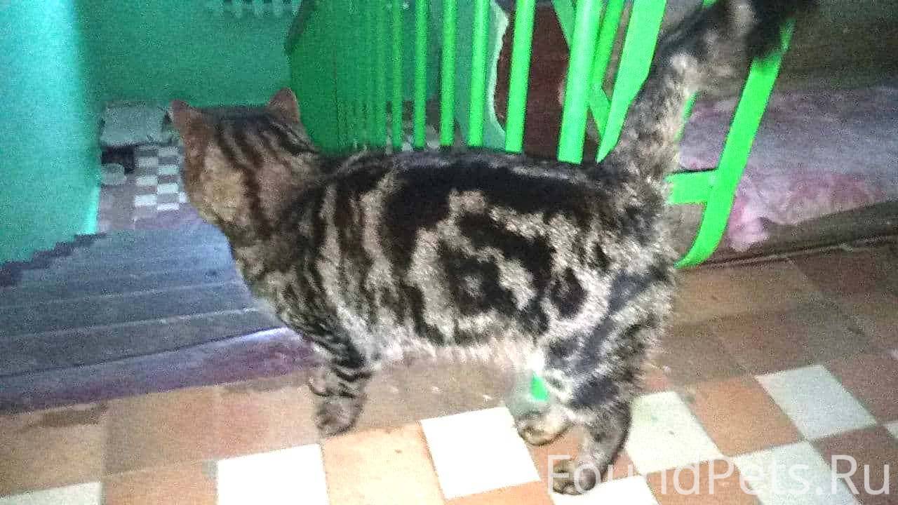 Найден красивый кот (похоже породистый) в районе Лучок, Кирпичный, Товарная, Ефремовская