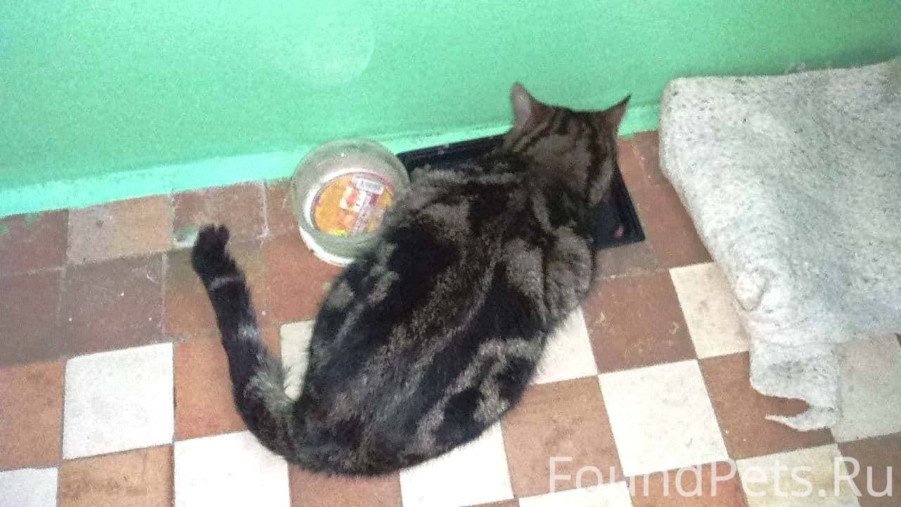 Найден красивый кот (похоже породистый) в районе Лучок, Кирпичный, Товарная, Ефремовская