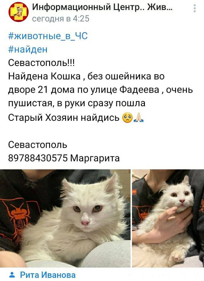 1. Севастополь. Найдена кошка....