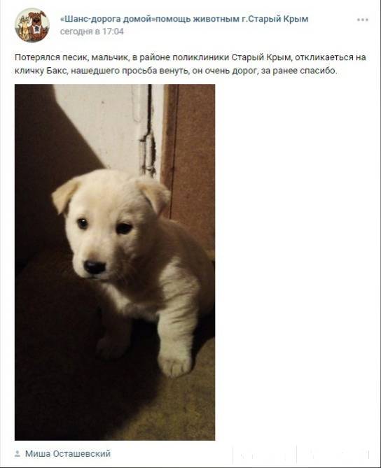 1. Старый Крым. Пропала собака...