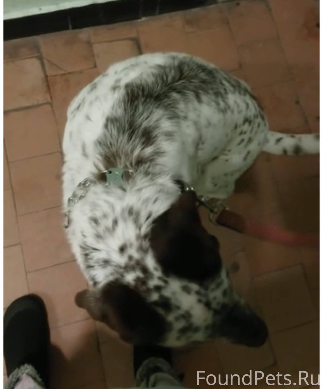 Найдена собака белая в пятнах