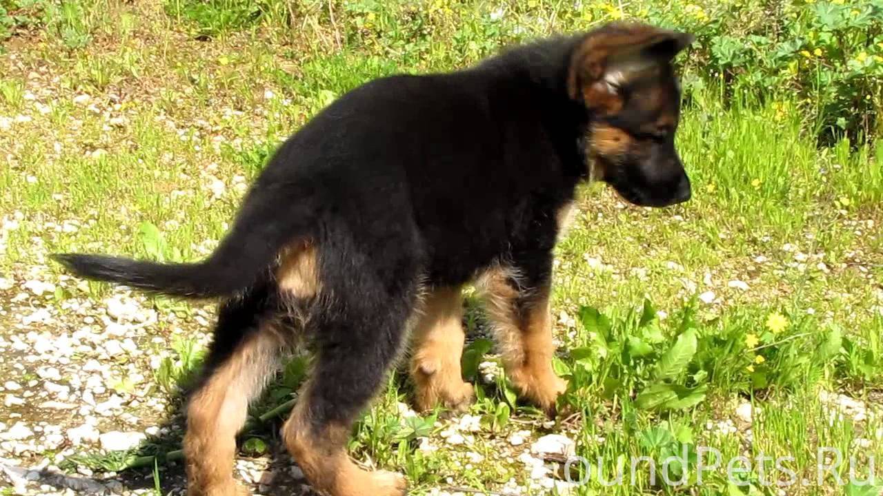 Щенки немецкой овчарки месяц. Щенок немецкой овчарки 2 месяца. Немецкая овчарка 2 месяца. Щенок немецкой овчарки 2 мес. Немецкая овчарка 2месяца иокрас.