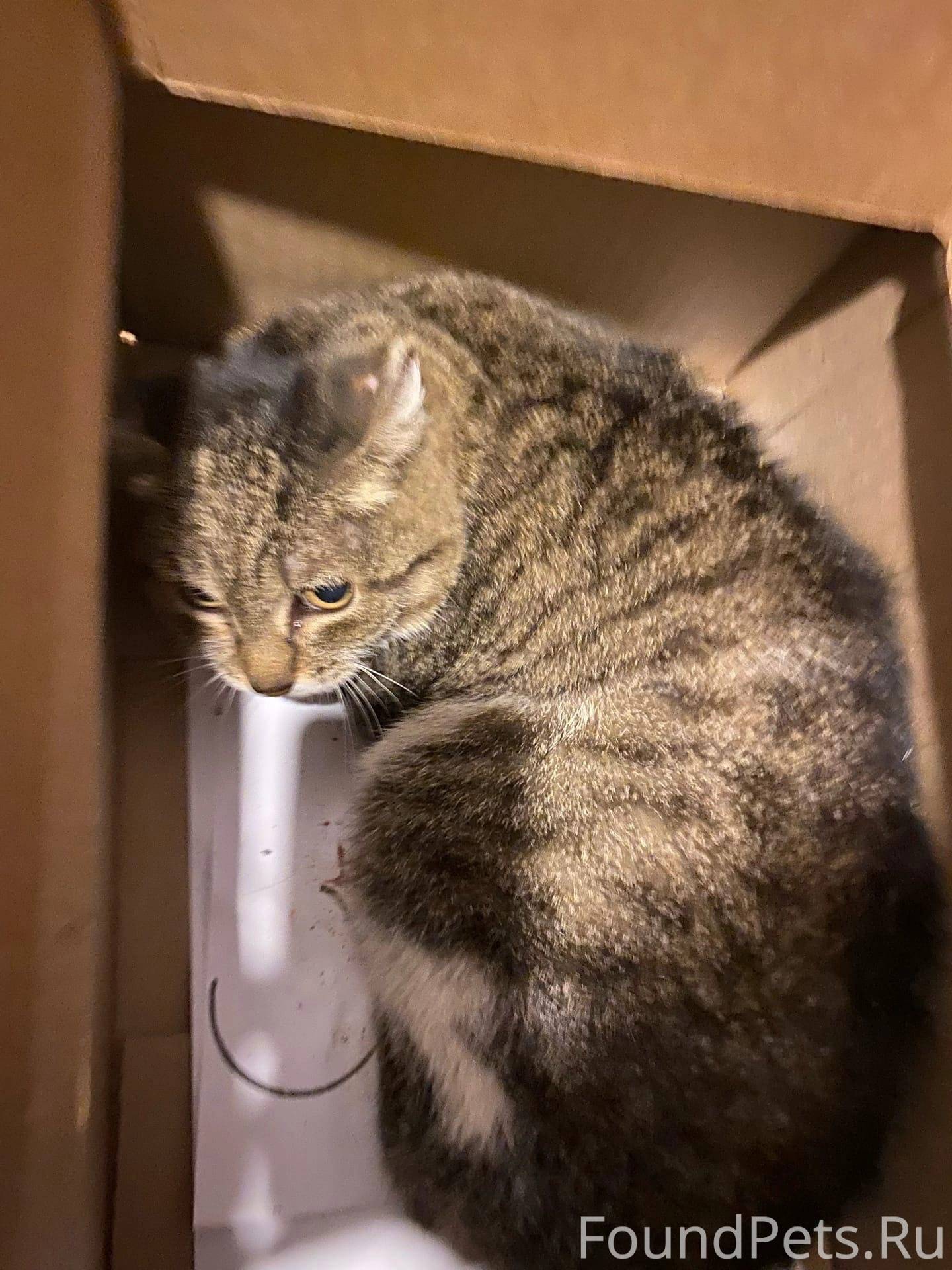 Кот писает в шкаф