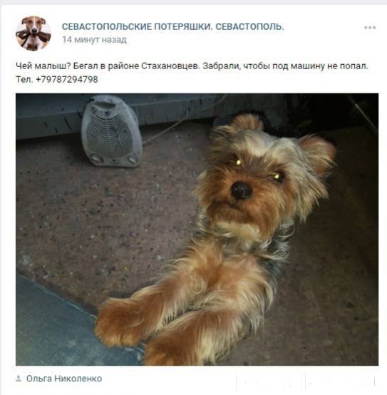 1. Севастополь. Найдена собака...