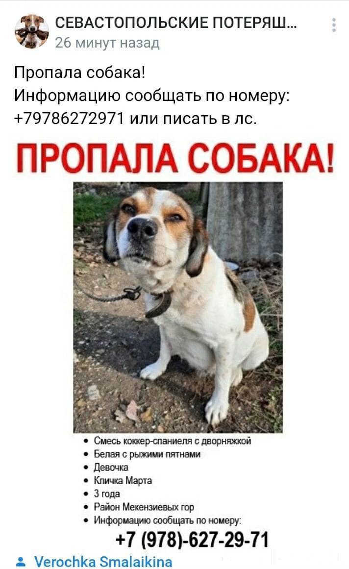 1. Севастополь. Пропала собака...