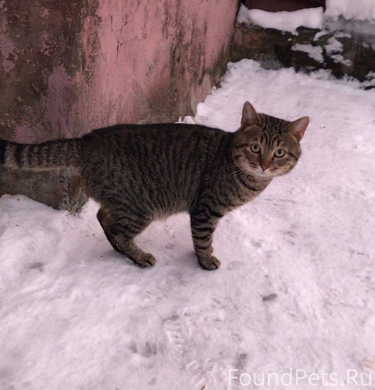 🆘Найден кот 🆘 на ул.Первомайск...