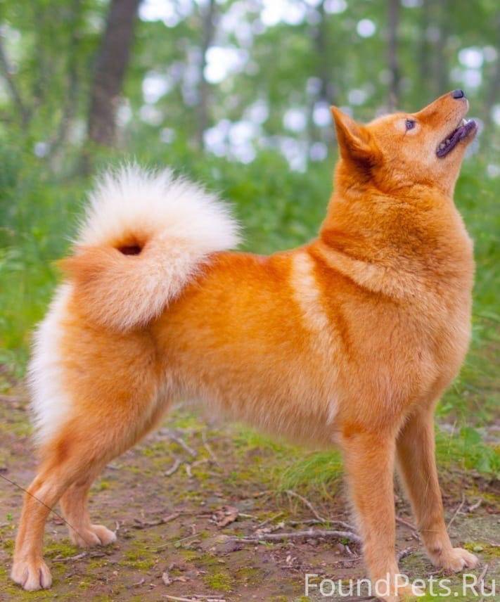 Рыжие собаки похожие на лис