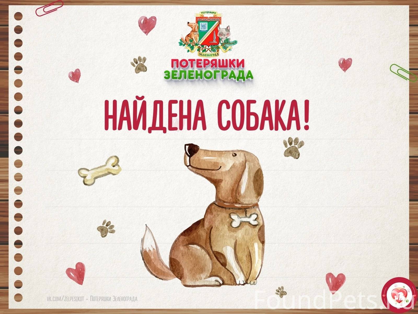#Зеленоград, найдена собака В ...