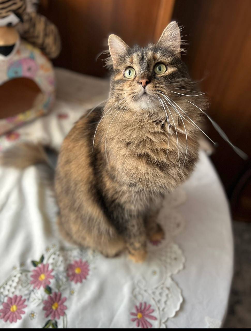 Объявление. Потерялась трехцветная длинношерстная кошка Мася!