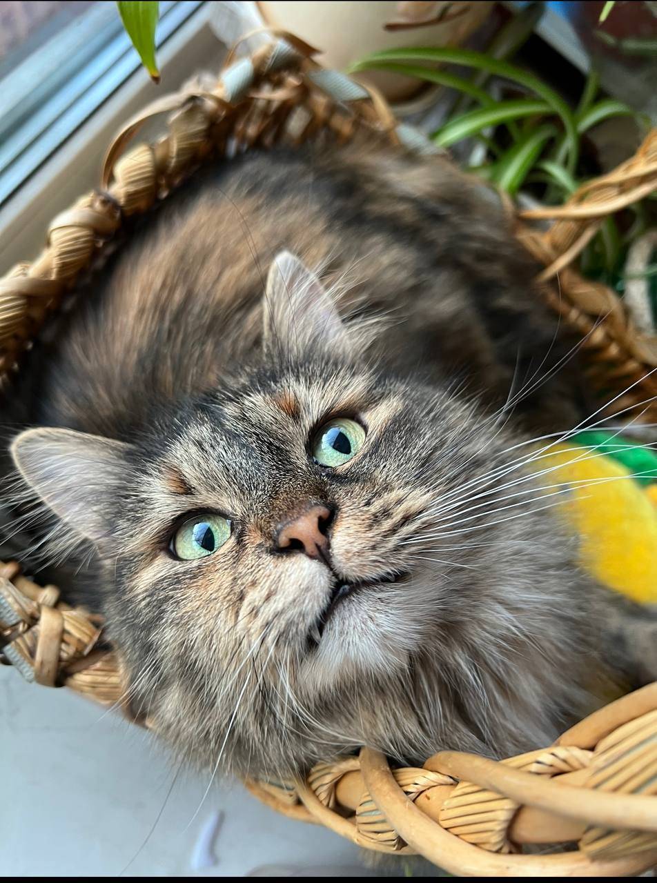 Объявление. Потерялась трехцветная длинношерстная кошка Мася!