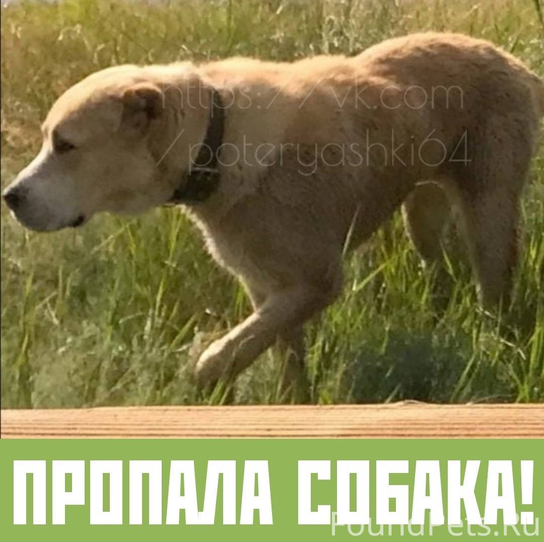 В Ленинском районе бегает собака