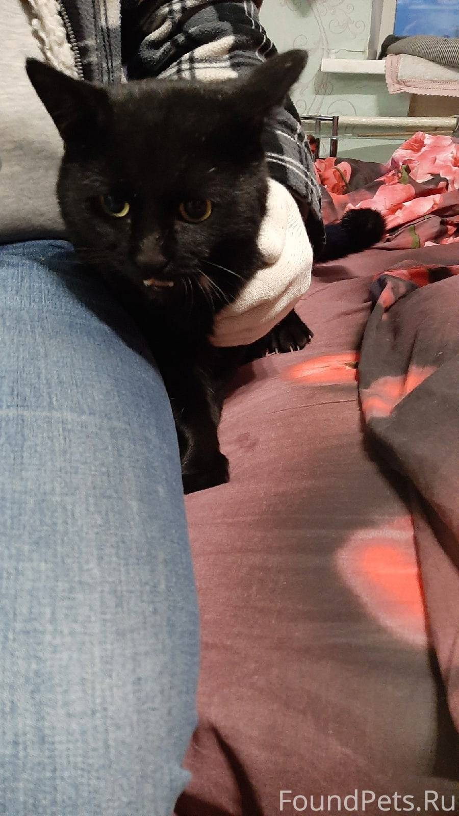 Найден чёрный кот с небольшим белым пятном на груди