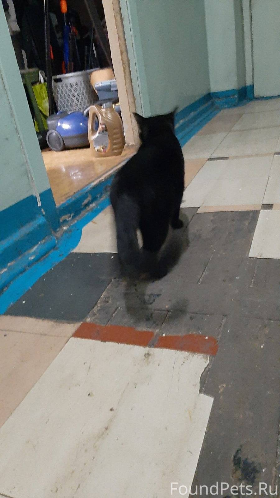 Найден чёрный кот с небольшим белым пятном на груди