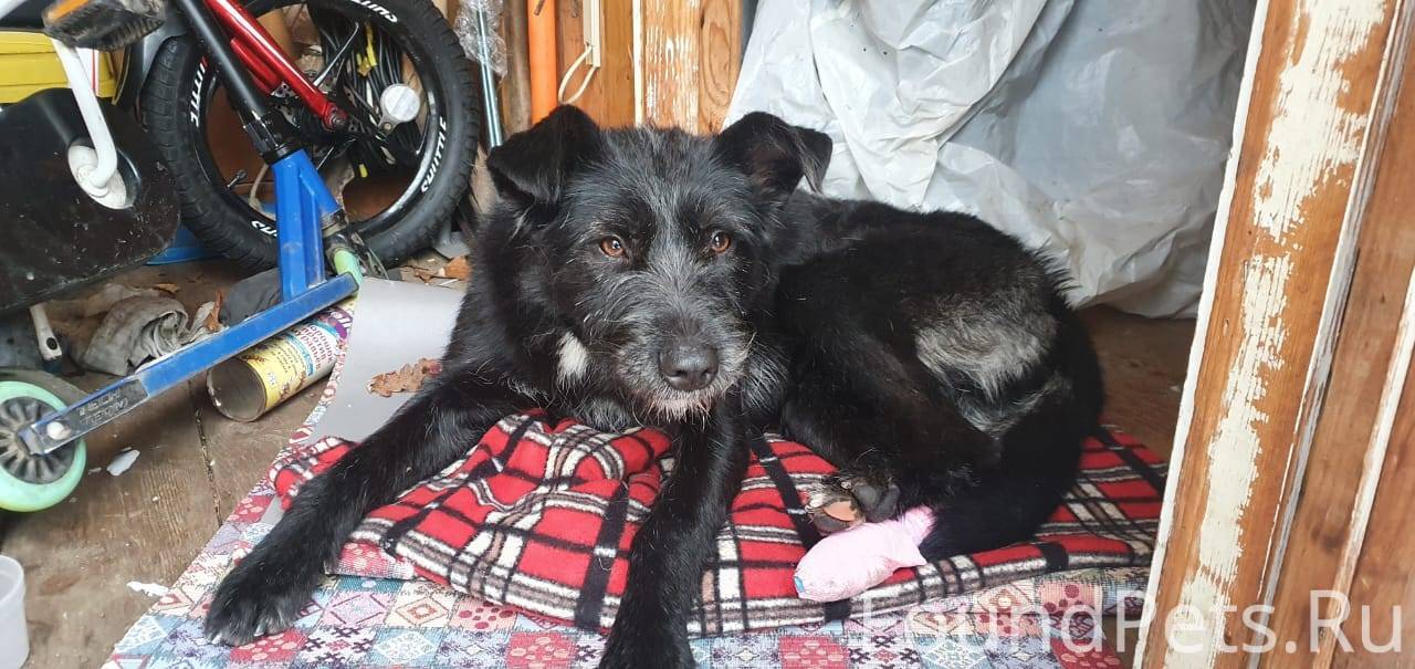 В Балашихе найдена собака, 2-3 года, черная, девочка