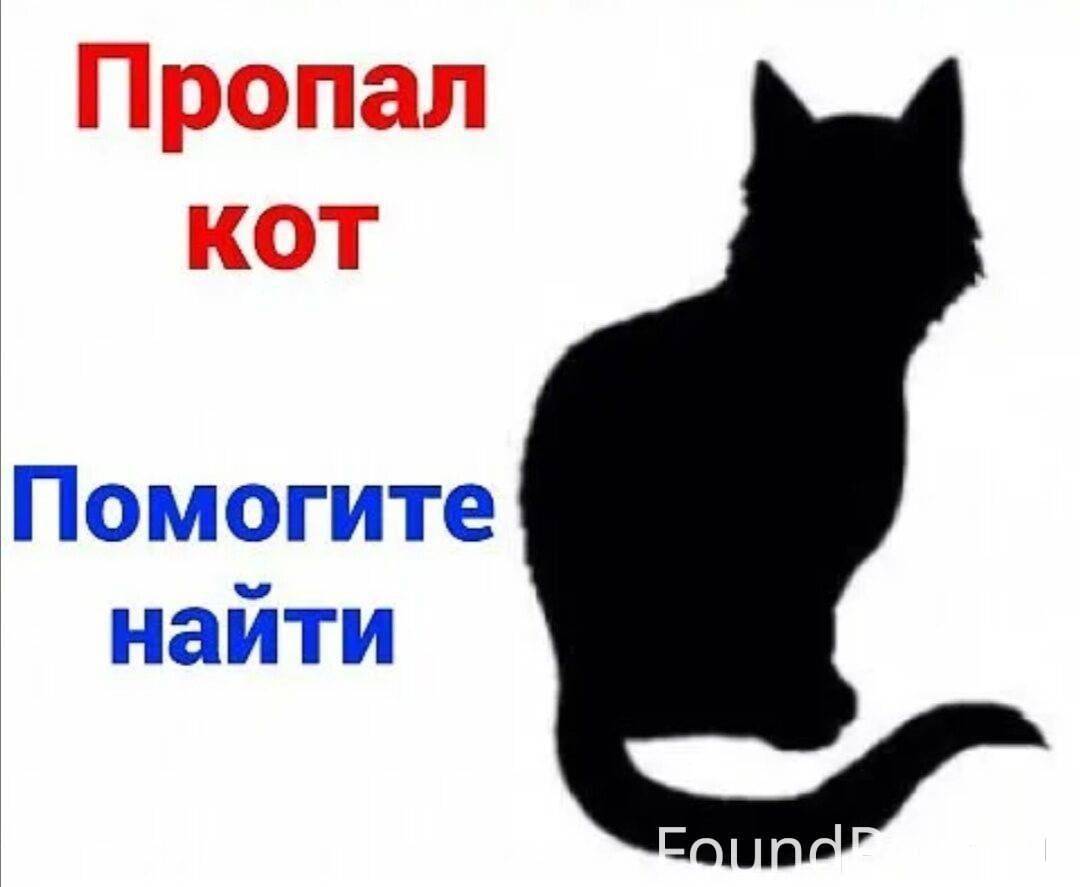 Потерялась кошка картинки