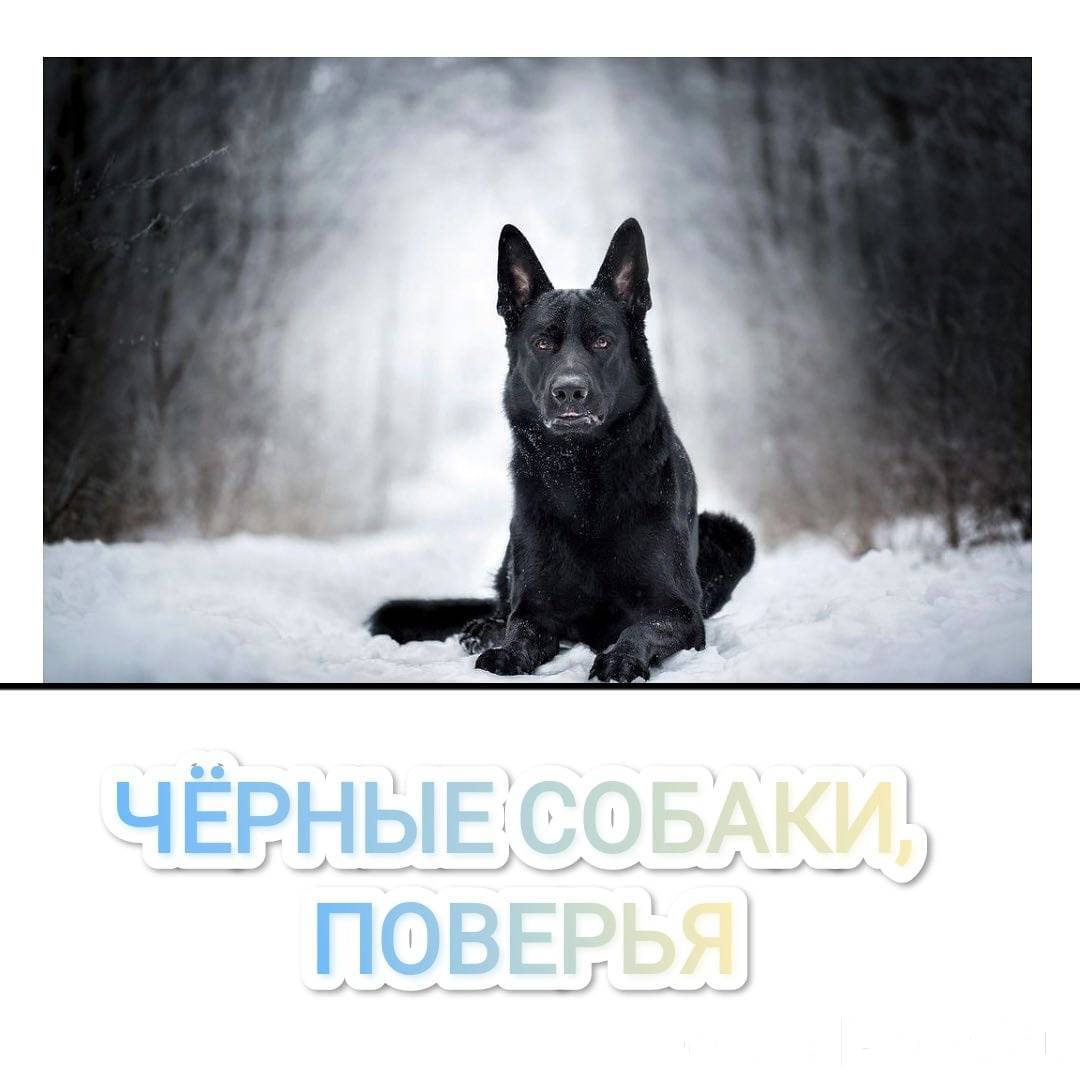 Объявление. Черные собаки 🐕‍🦺и поверья😃 ⠀ ...