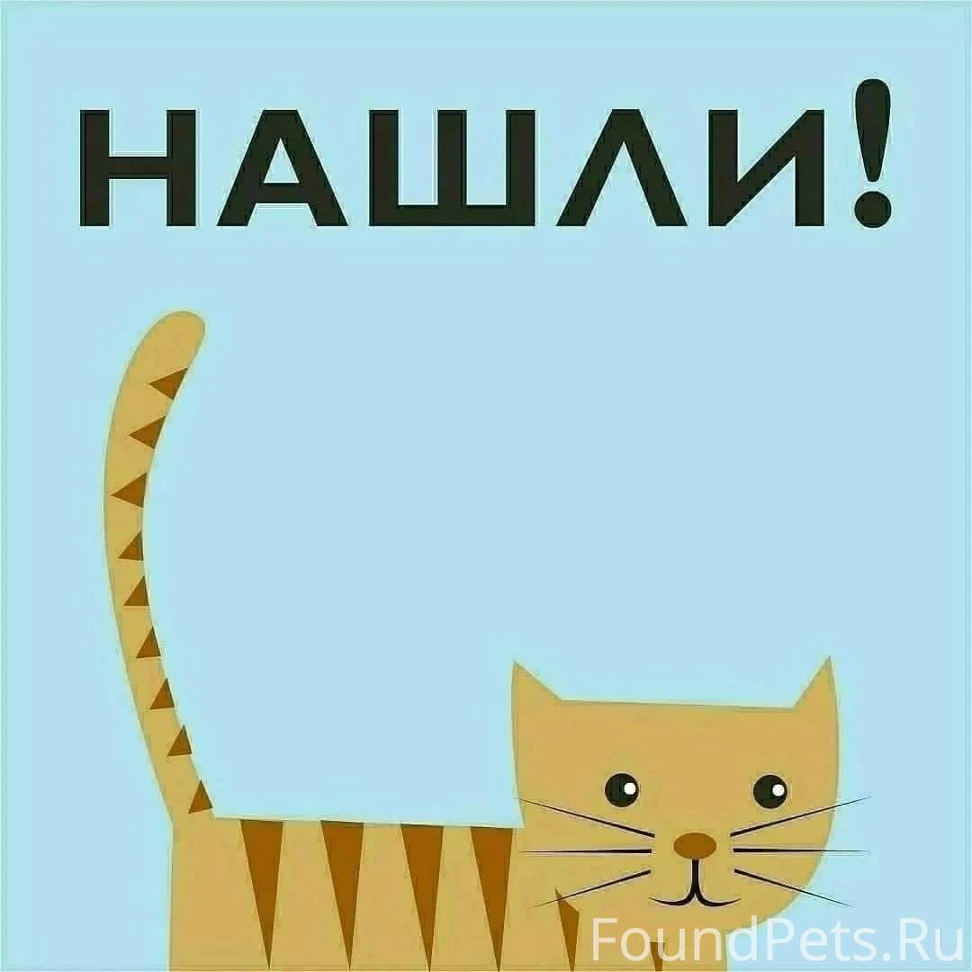 Кот ищет. Кошка ищет дом. Кошечка ищет дом. Котята ищут дом. Кот ищет хозяев.