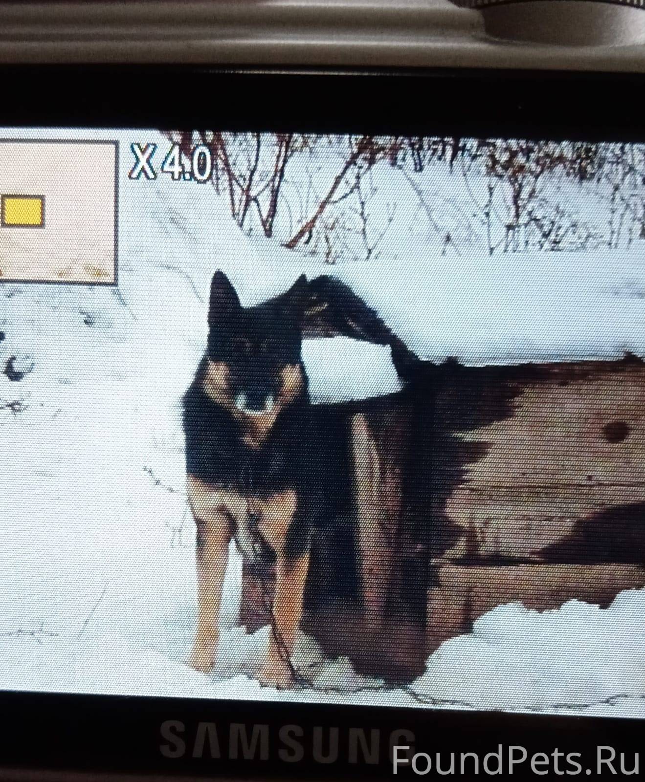 собака в fallout 4 потерялась собака фото 115