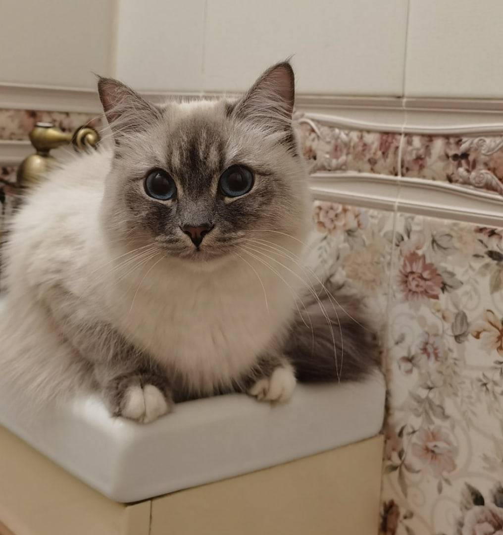 Объявление. 15.12.22 пропала кошка по кличке "Мася" на ул. Лунная д. 25к3.