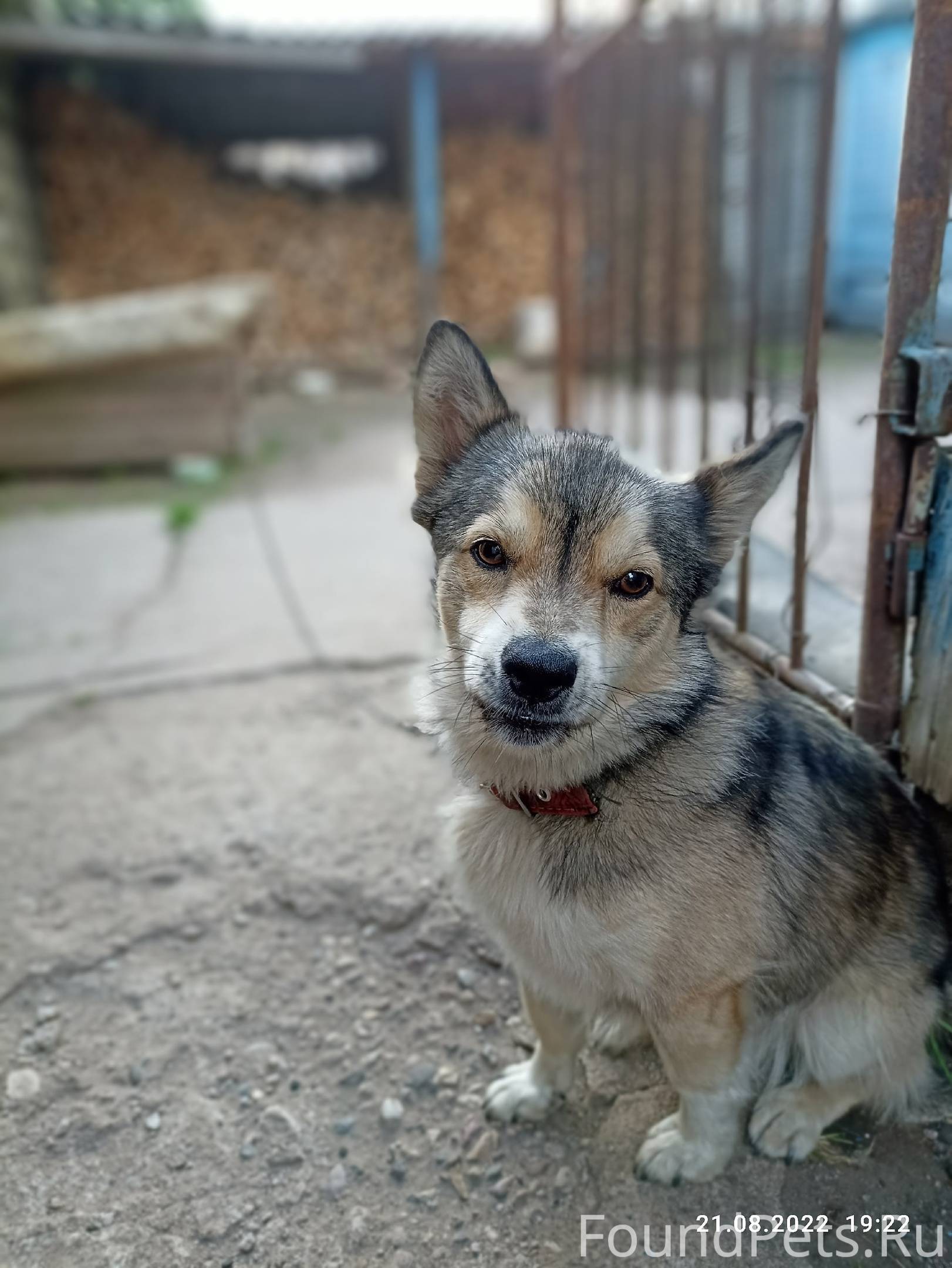 Tailed friend. Собака видит свой хвост.