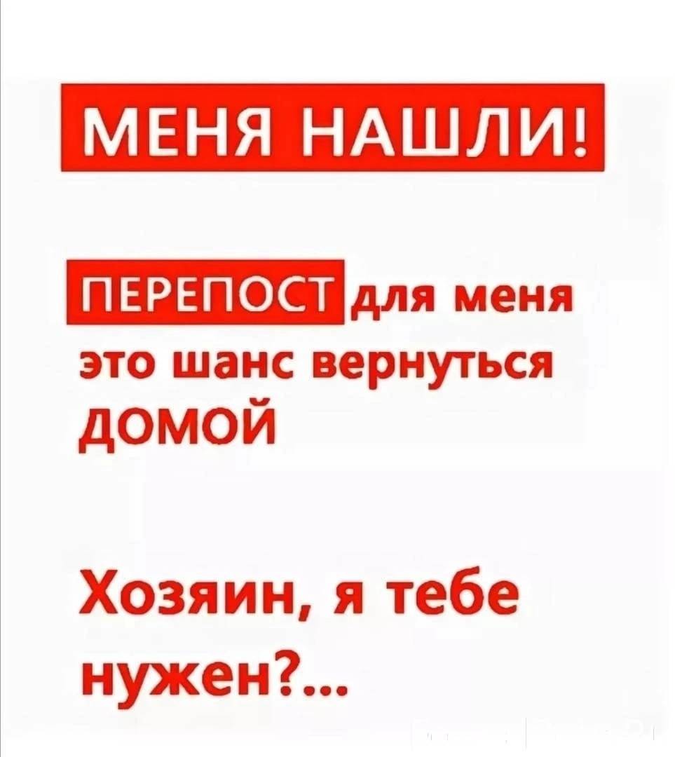 Помогу вернуться. Я потерялся помогите вернуться домой. Потеряшка или самовыгул. Ищу новых хозяев. Срочно хозяин отзовись.