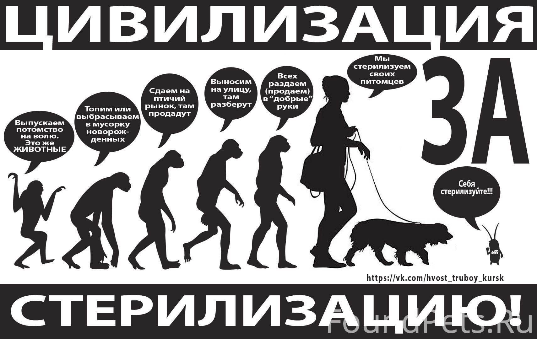 Стерилизация собак плакат