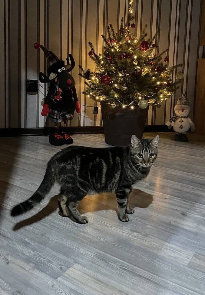 Объявление. Потерялся кот Мяо