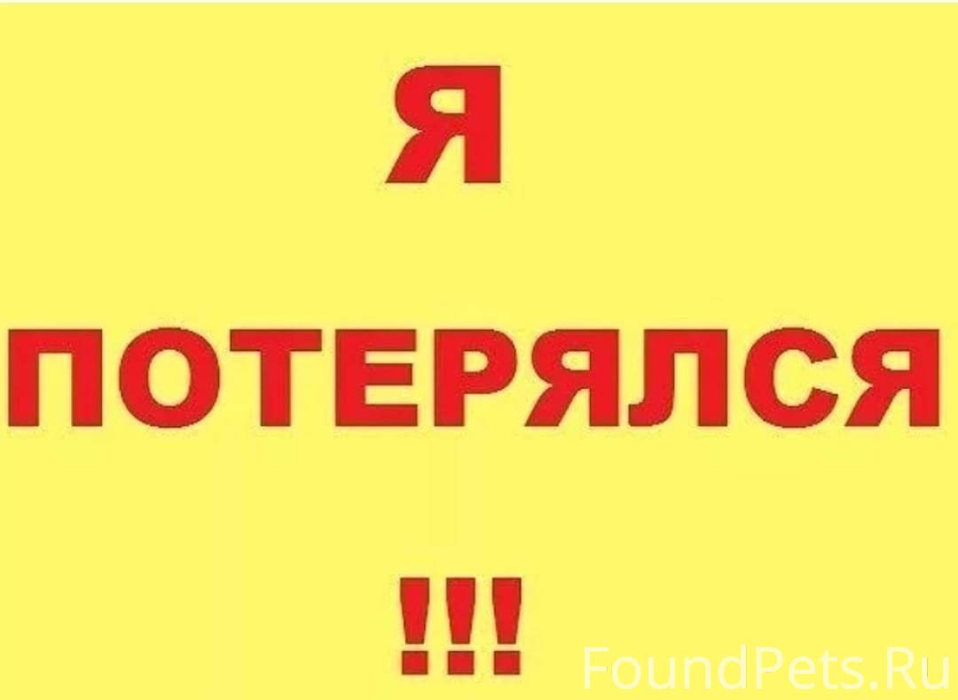 Хозяин отзовись. Надпись потерялся. Надпись я потерялся. Потеряшка надпись.