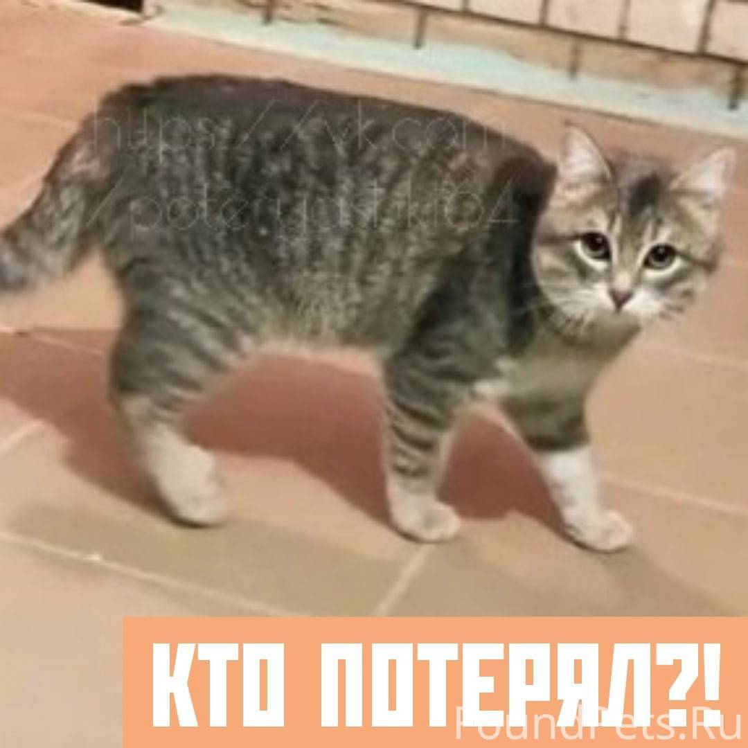 Нашелся кот. Коты потеряшки Саратов. Котенок котэ. Кот ищет. Под машиной нашла кота.