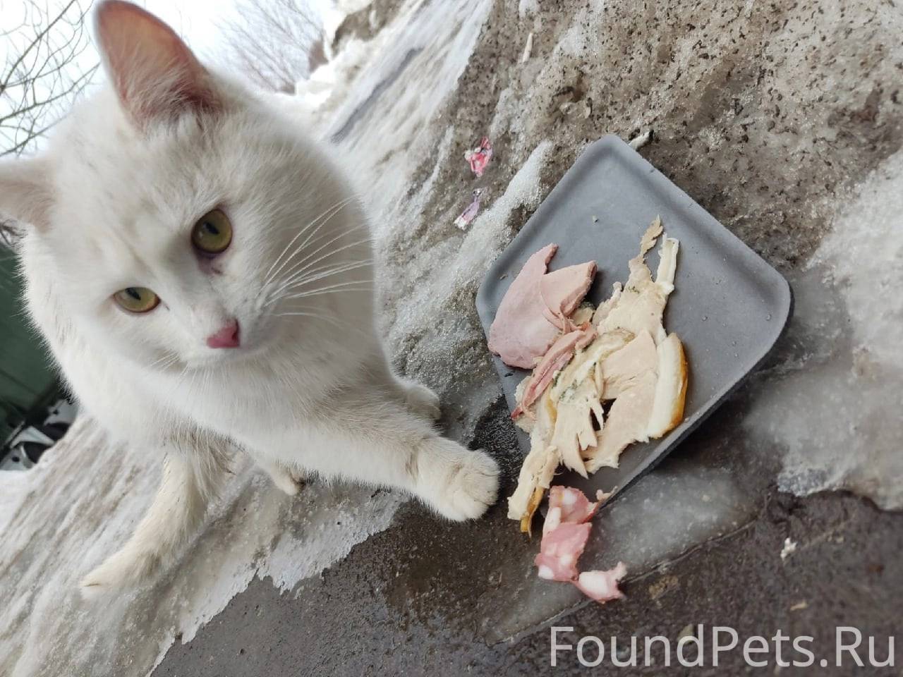 Видео нашел кошку. Кошка ест. Новосибирск прибилась кошка. Кот не мышелоимствовал. Найди кошку.