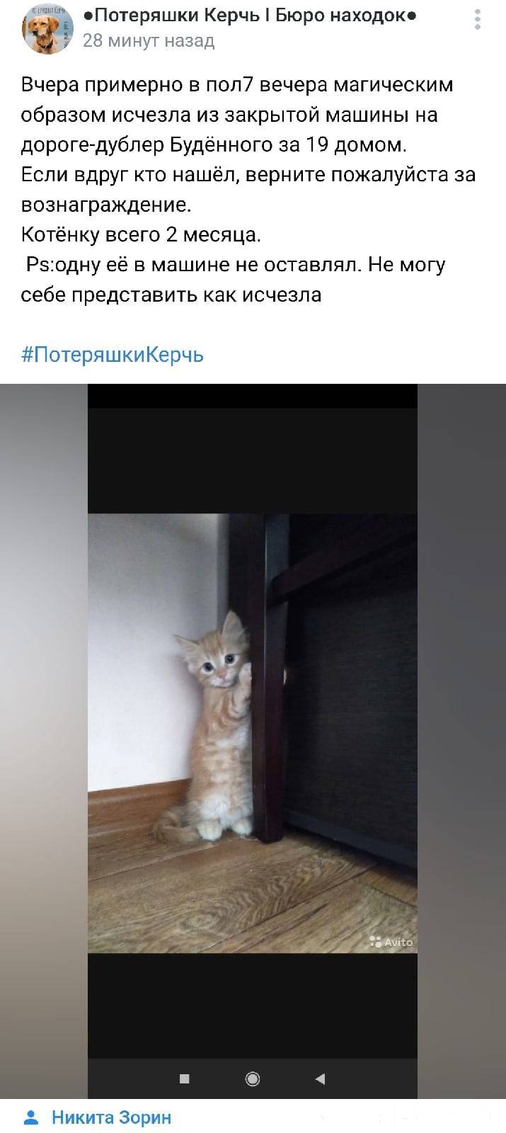 Объявление. 1. Керчь. Пропала кошка, котён...