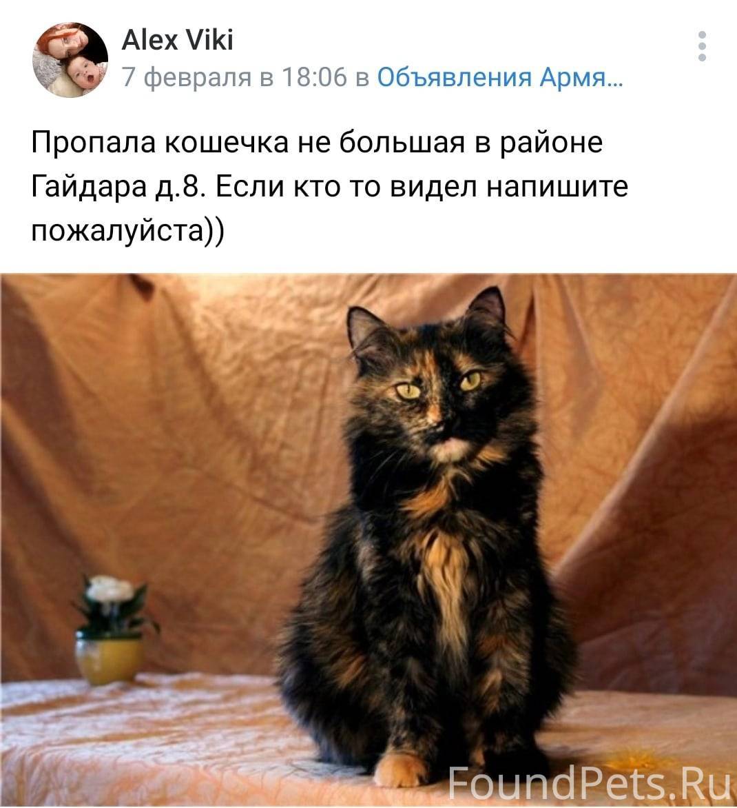 Сибирская кошка Черепаший окрас