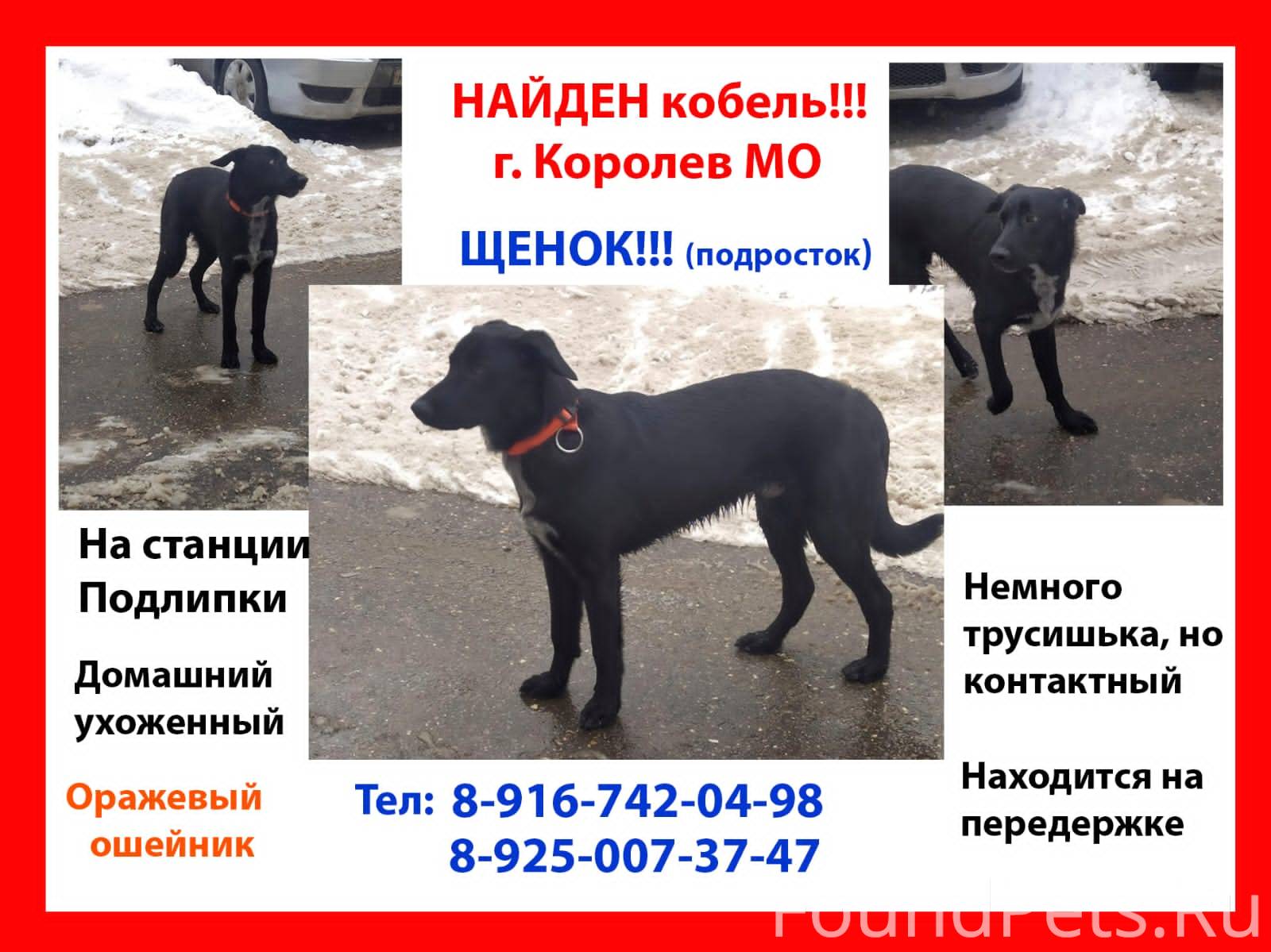 Потерянные собаки москва и область. Найдена собака Москва. Потеряшка собаки Москва. Потеряшка собака кобель черно-белый окрас.