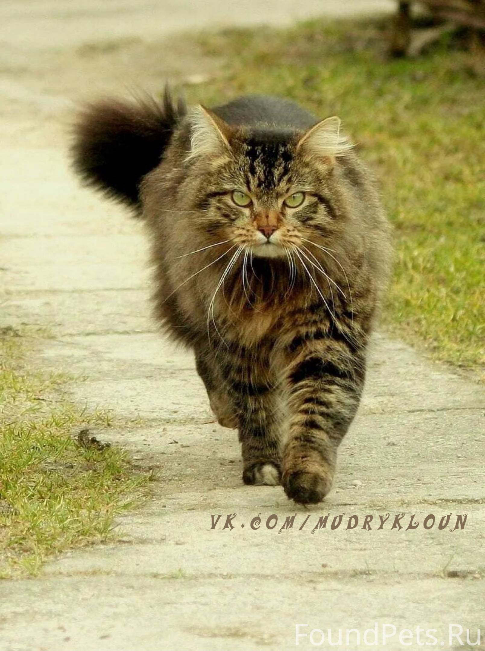 День гуляющий сам по себе картинки. Кошки. Кот идет. Кот идет вперед. Кошка идет по дороге.