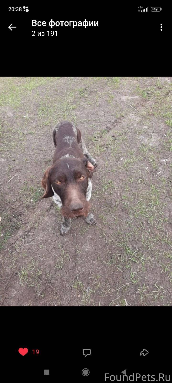 Найден пёс в грязнуха худой ус...