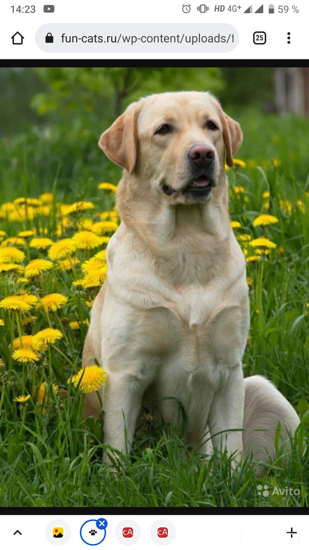 Порода собак лабрадор. Лабрадор ретривер. Лабрадор Retriever. Лабрадор ретривер белый.