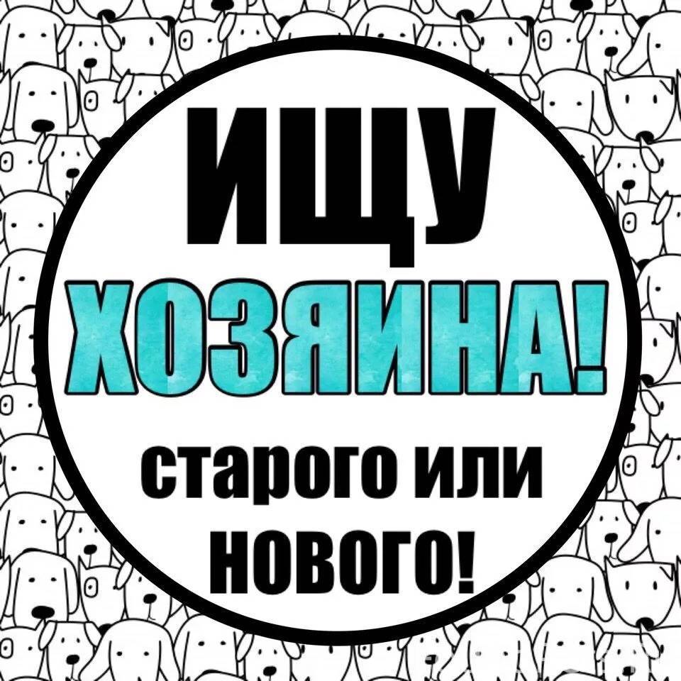 Ищу старый. Ищем старых или новых хозяев. Ищем старого хозяина. Ищу хозяина старого или нового. Ищем старого или нового хозяина картинки.