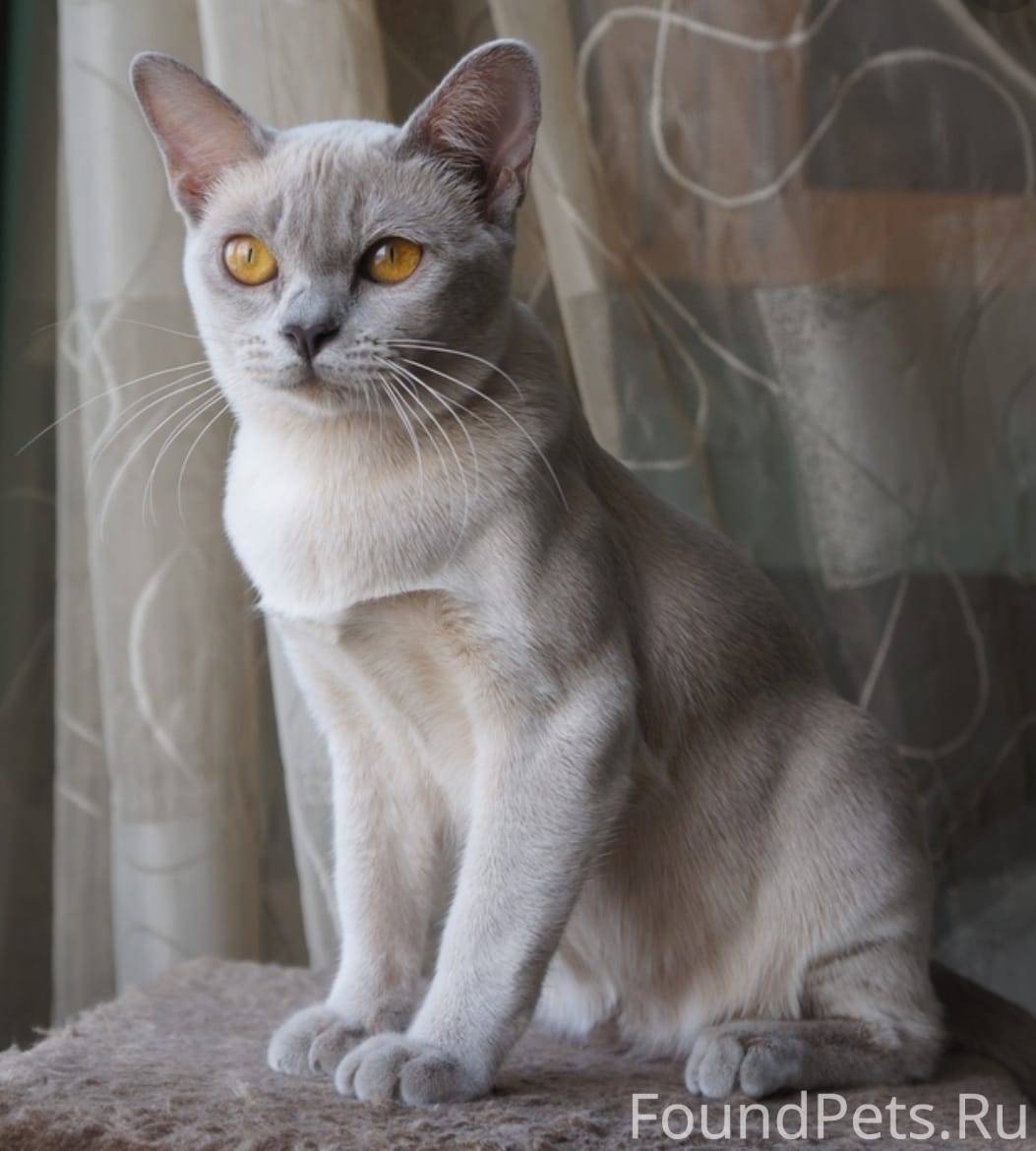 Бурманская кошка лиловая